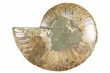 Cut & Polished Ammonite Fossil (Half) - Madagascar #345987-1